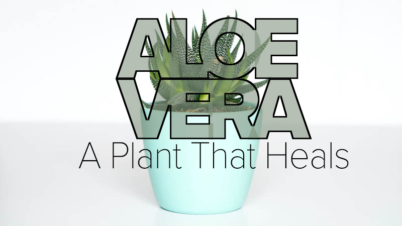 apothecary - plants that heal